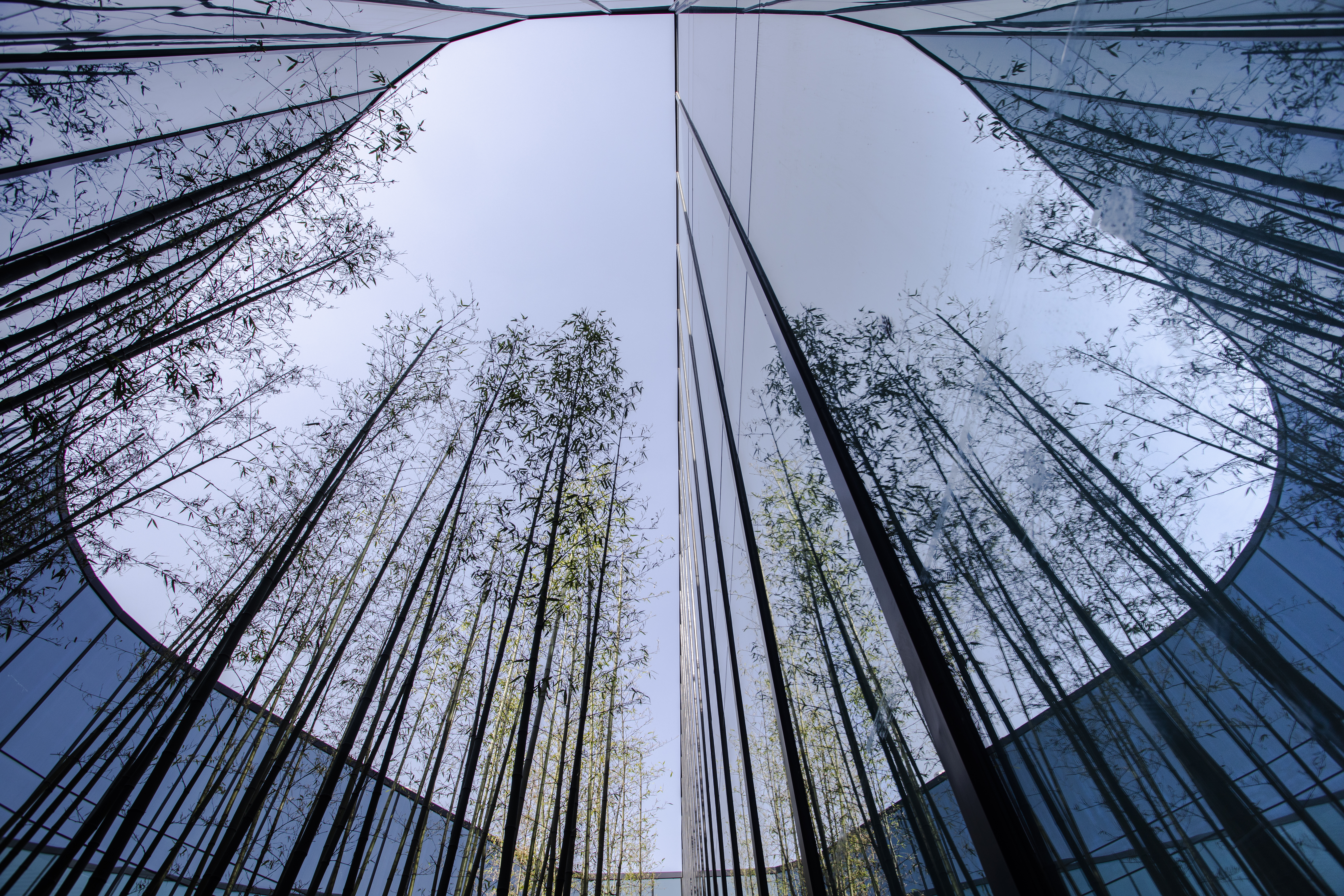 The sky and tall trees viewed from a courtyard surrounded by tall glass windows.