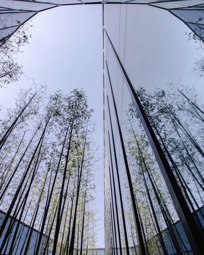Overview of trees from below up towards the sky