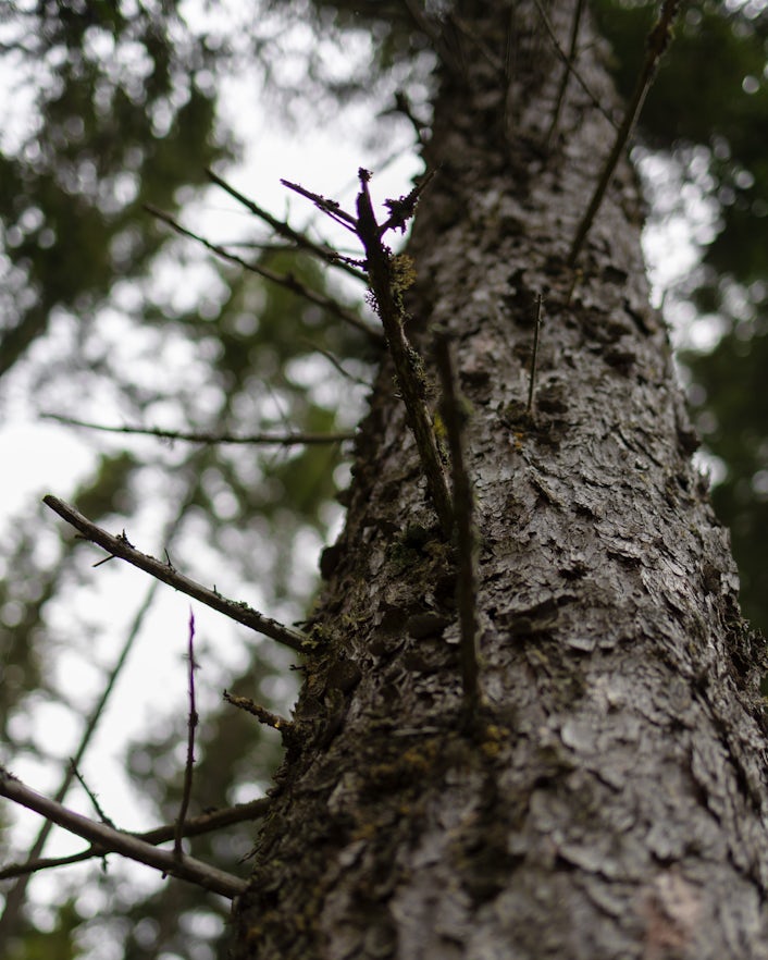 Tree trunk from below.