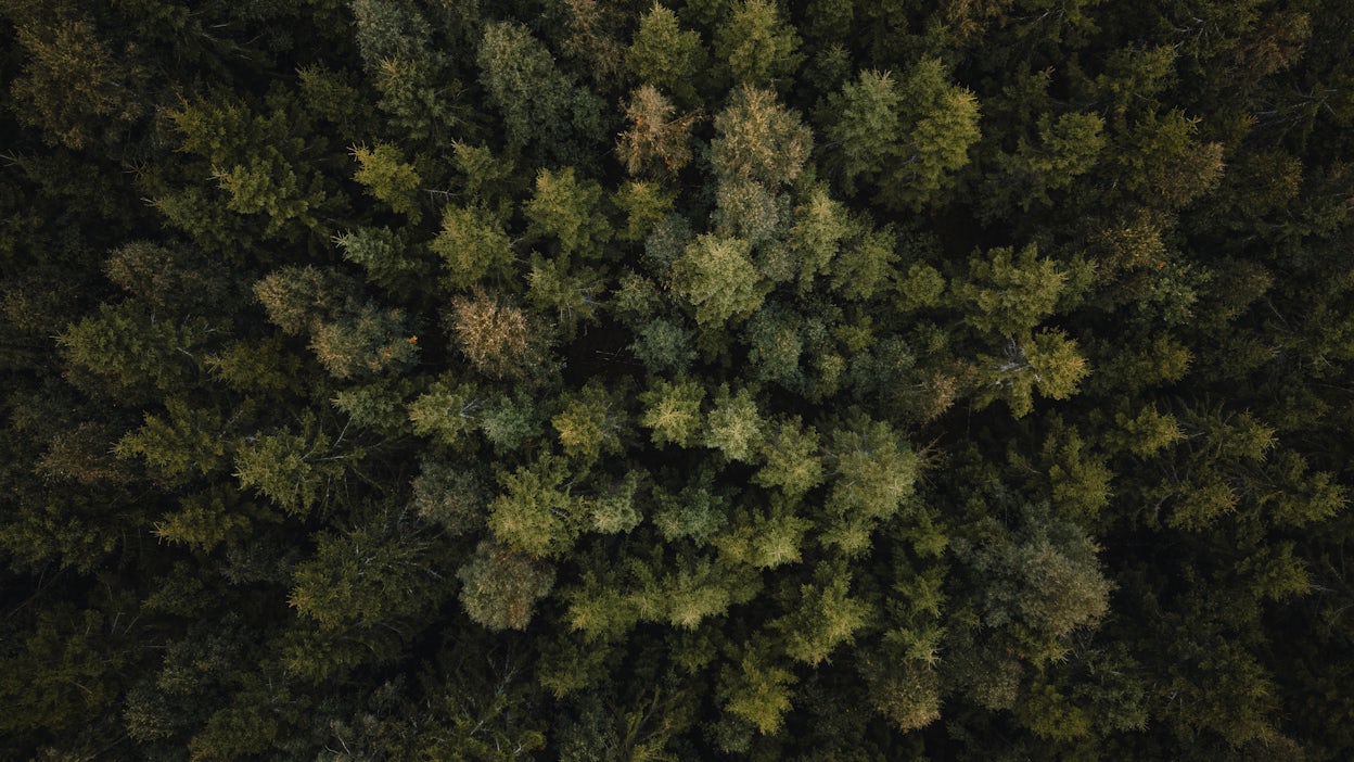 Tree tops from above.