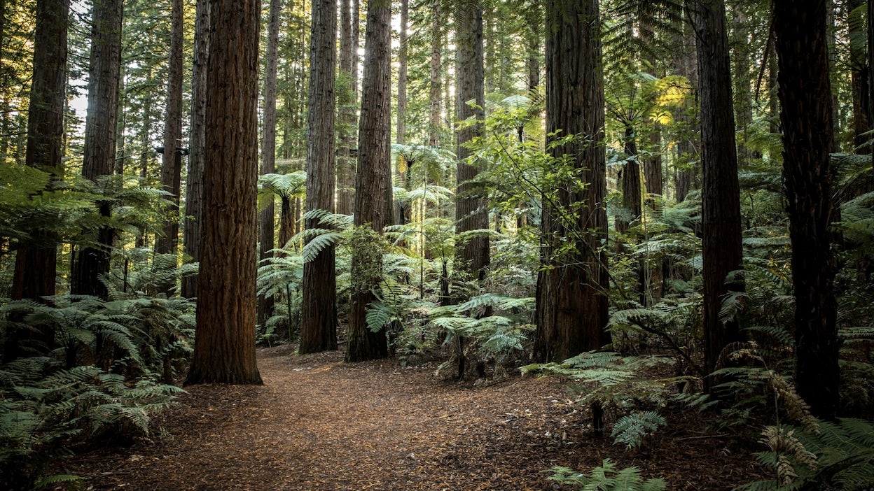 Redwood forest in New Zealand