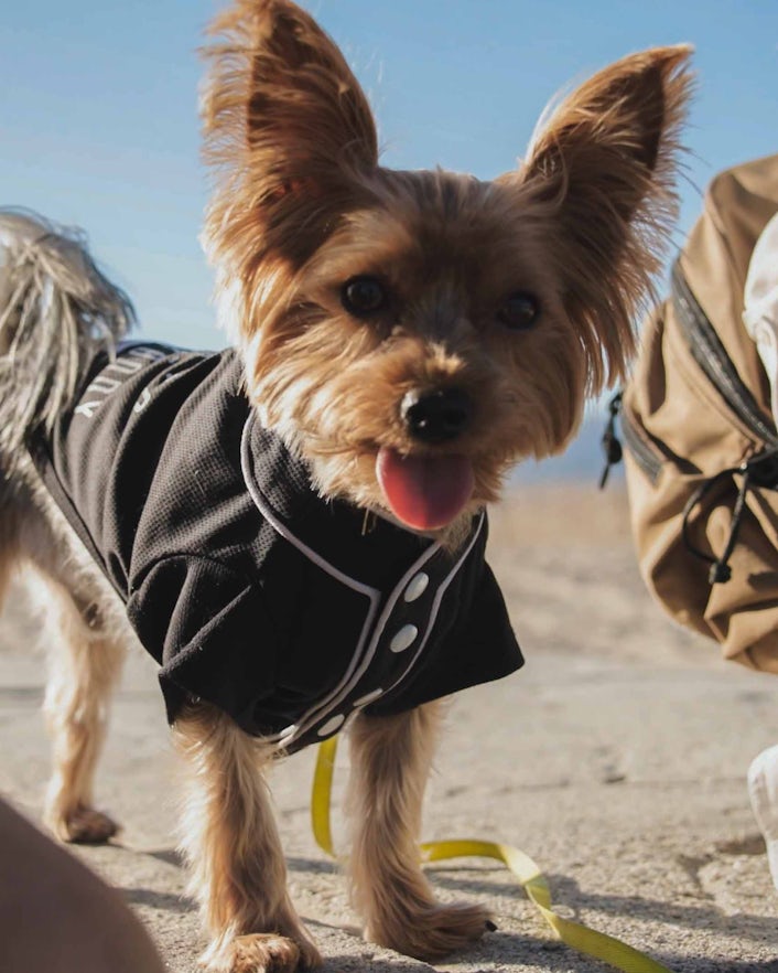 Happy dog with big ears wearing a black dog coat.