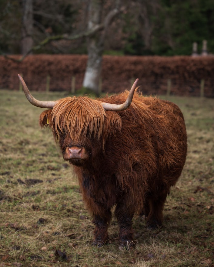 Highland cattle.