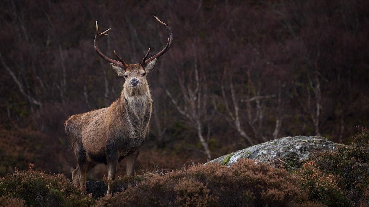 A majestic buck in Scotland.