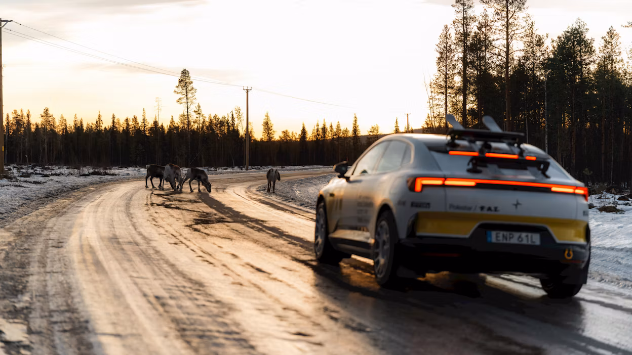 A car parked on road with deer in front